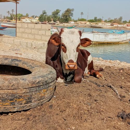 La vache du fleuve