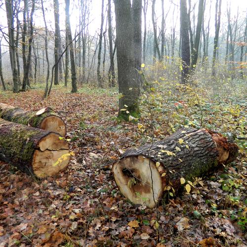 Photo #4144459