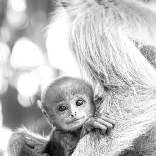 The little monkey