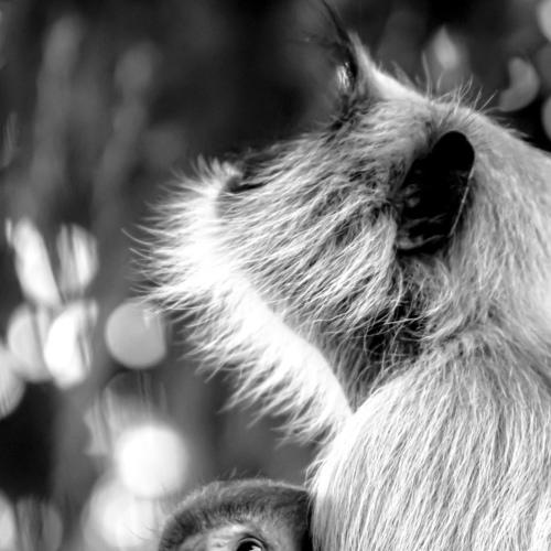 Love In The Wildlife