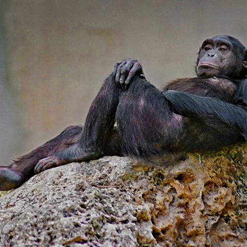 Photo #4144930