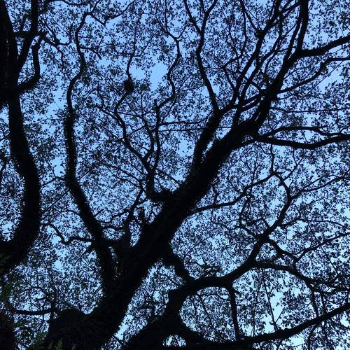 Those leaves tells stories