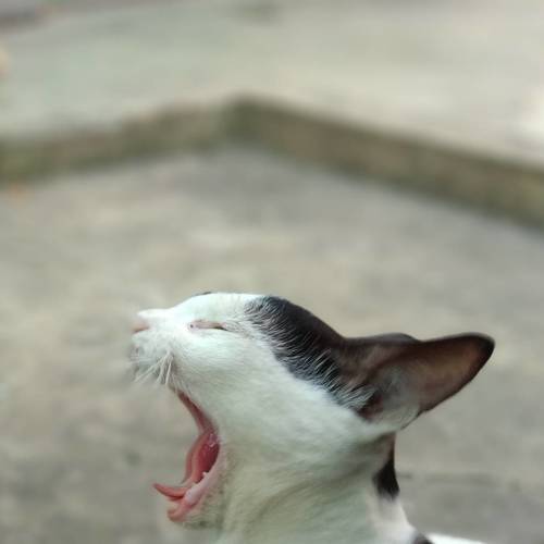 Photo #4147115