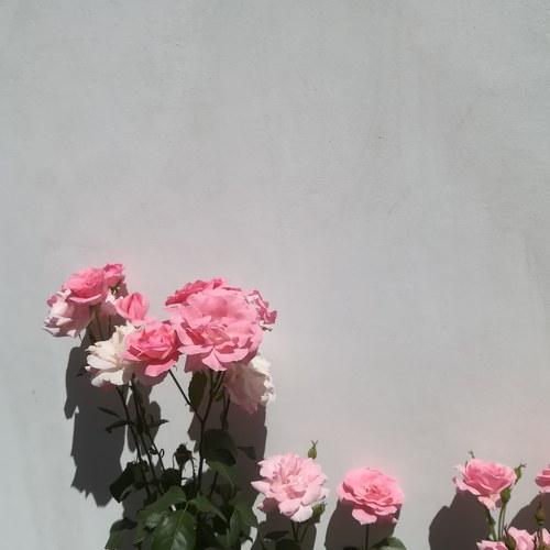 Photo #4147757