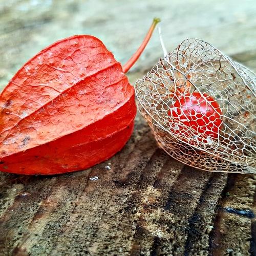 Photo #4147762
