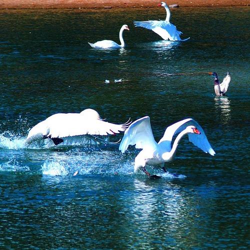 Photo #4147879