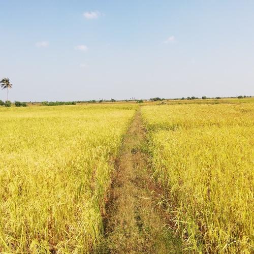 Photo #4148373