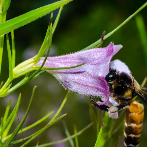 Bee caught in action