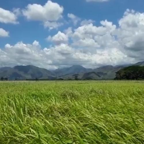 Kunai Grassland