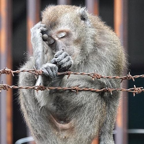 The thinker