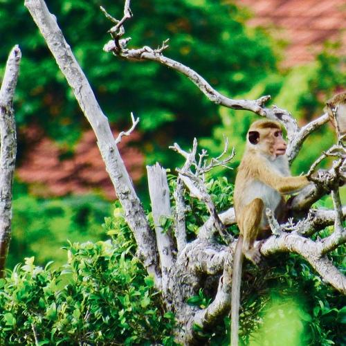 Monkey