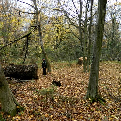 Photo #4150411