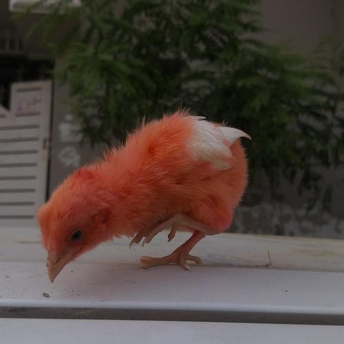 Photo #4150503