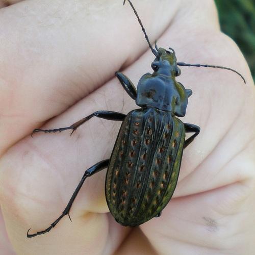 Incect Carabus Clathratus