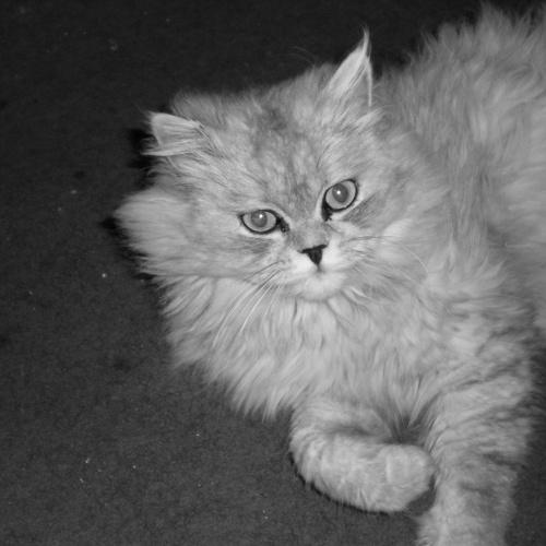 Home furry cat