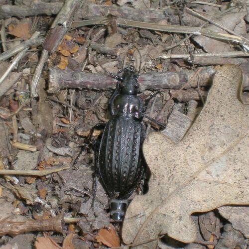 Жук жужелица Carabus clathratus