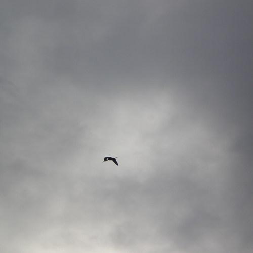 A lone stork
