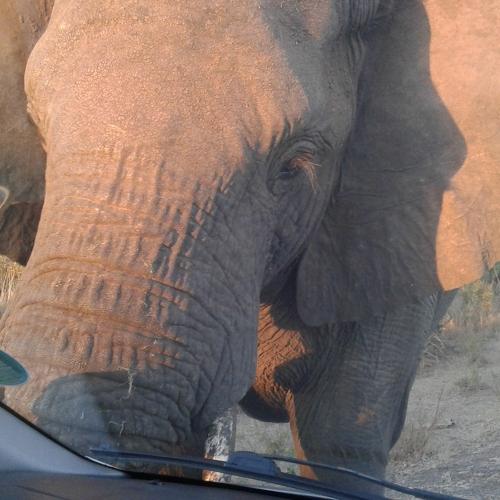 Elephant encounter