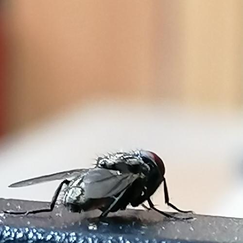 The Fly
