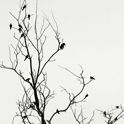 Photo #4152785