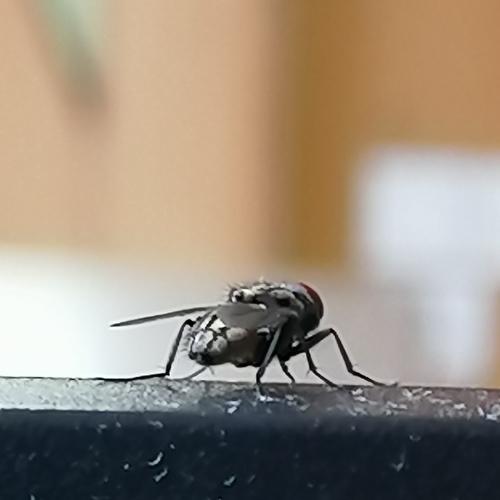 The Fly