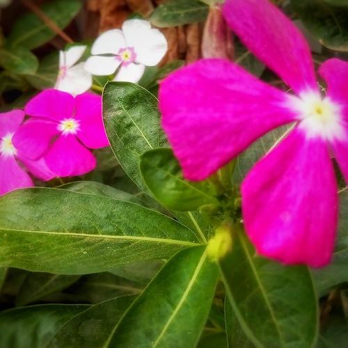 Flores