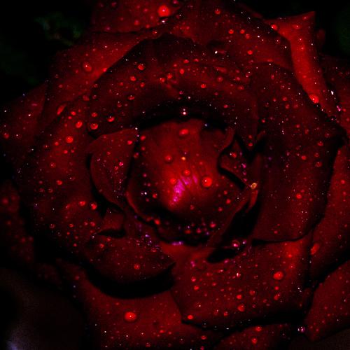 Photo #4153904