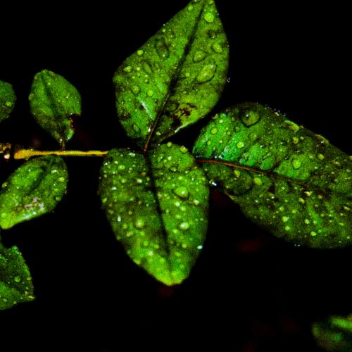 Photo #4153921