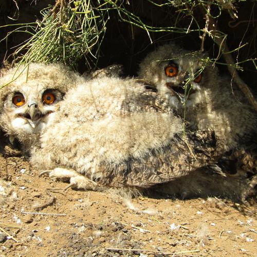Photo #4153931