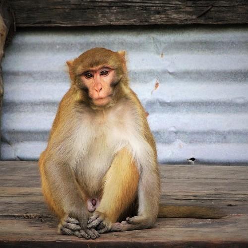 Photo #4154225