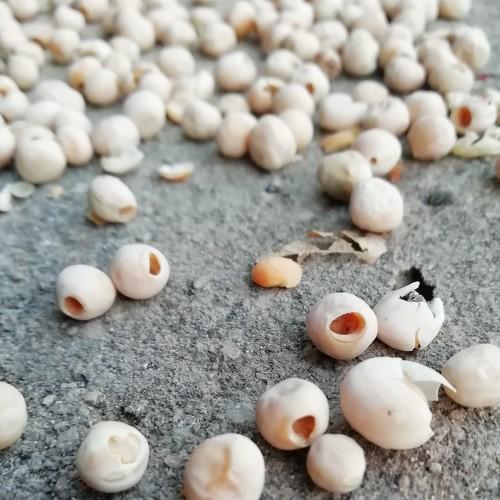Chickpea