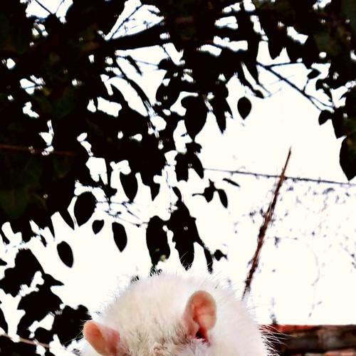 White rat