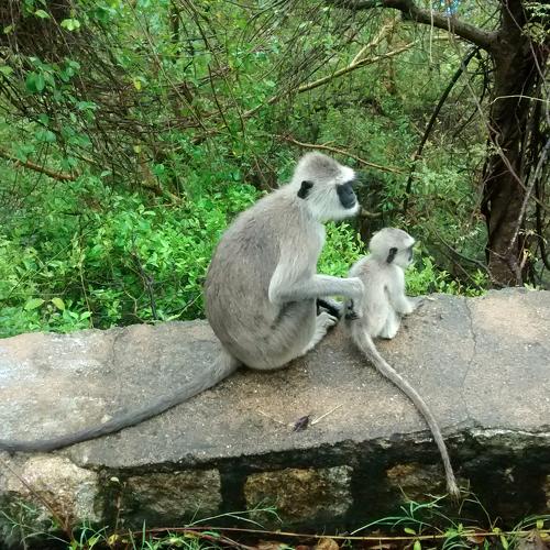 Photo #4155056