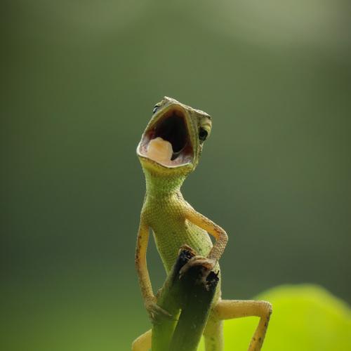 Crazy Lizard