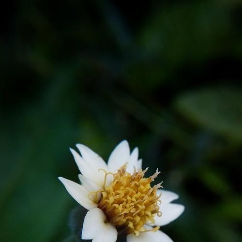 Macro beauty