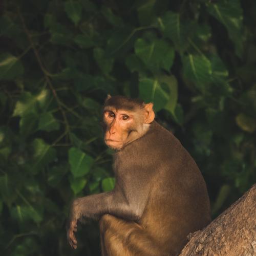 Monkey on the Tree