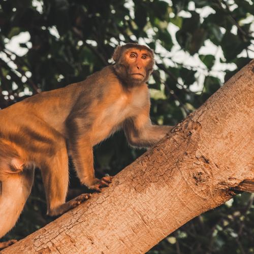 Monkey on the Tree