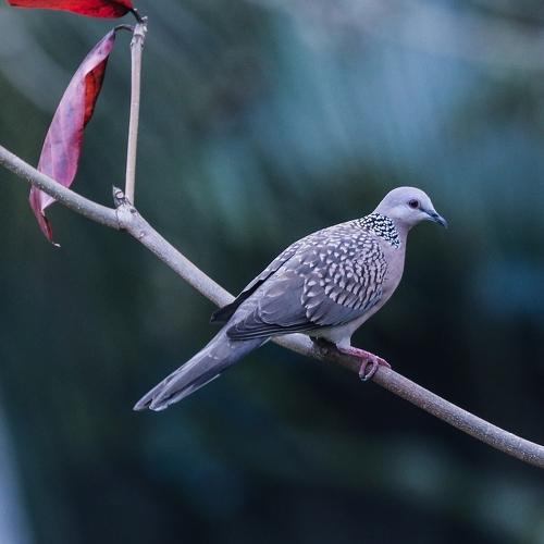 Spotted Dove