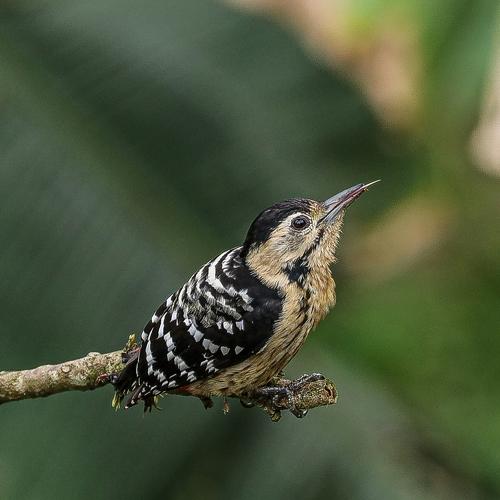 Grey capped pygmy woodpecker