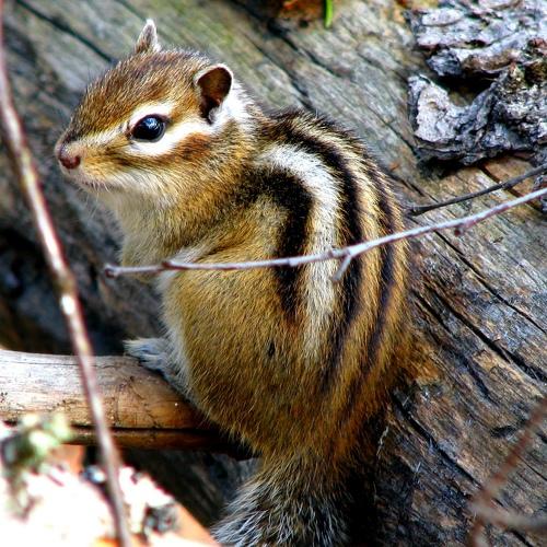 Photo #4158604