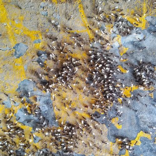 Photo #4159468