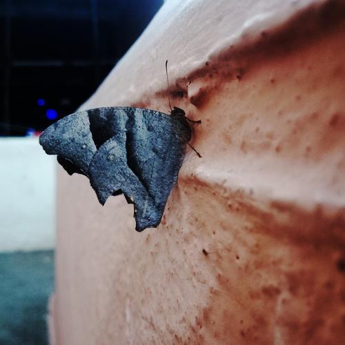 Photo #4160836