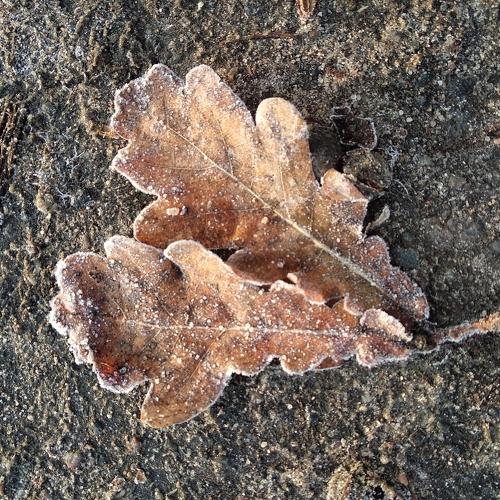 Photo #4161167