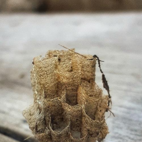 Photo #4161515