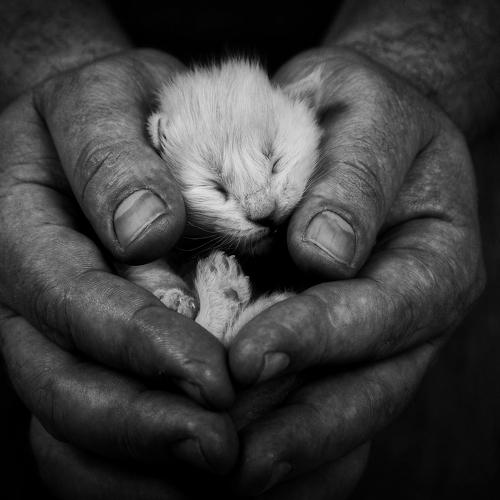 Photo #4162998