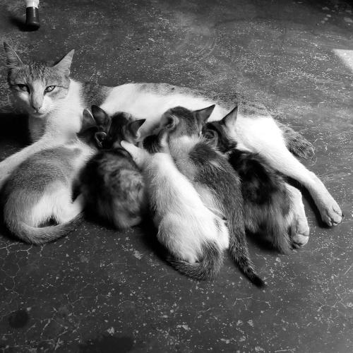 Photo #4163092