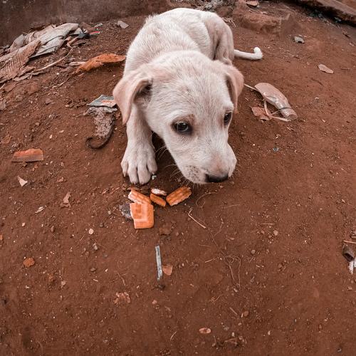 Photo #4165289