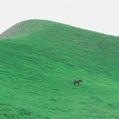 The Lone Horse