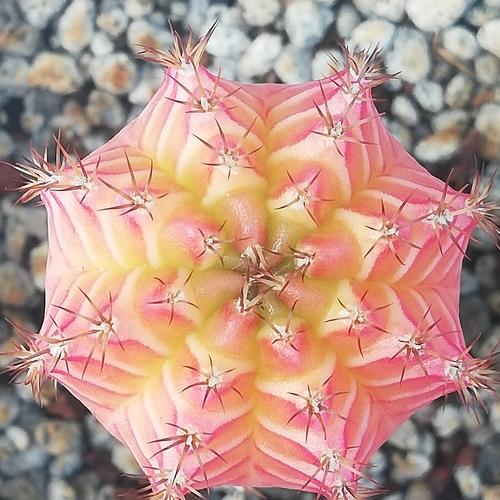 Rainbow dream cactus