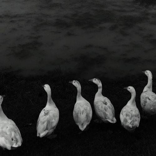 Photo #4167630